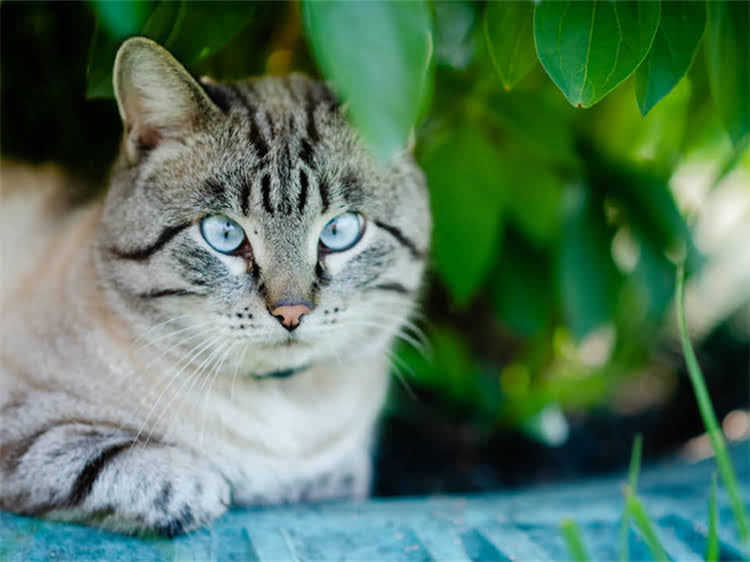 图片 龙猫寂寞怎么办？科学养护指南：5大方法破解宠物社交困局.jpg