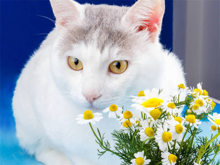 图片 龙猫寿命最长可达多少年？科学饲养与疾病预防全.jpg