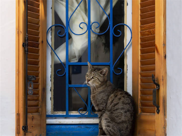 图片 龙猫寿命最长可达多少年？科学饲养与疾病预防全2.jpg