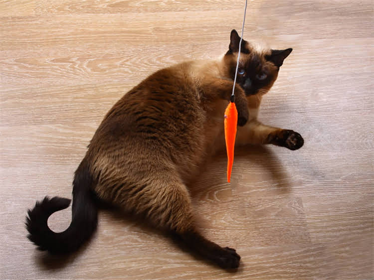 图片 龙猫尾巴断了怎么办？新手必看的断尾处理+护理全攻略（附急救步骤）.jpg