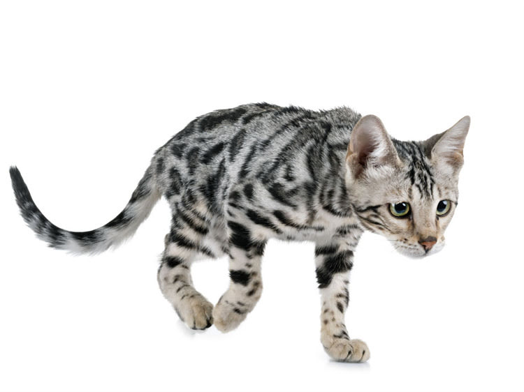 图片 龙猫常见细菌病毒有哪些？科学防治指南与养殖户必读手册（附症状识别与预防方案）.jpg