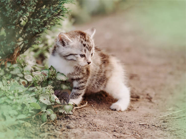 图片 龙猫常见细菌病毒有哪些？科学防治指南与养殖户必读手册（附症状识别与预防方案）1.jpg