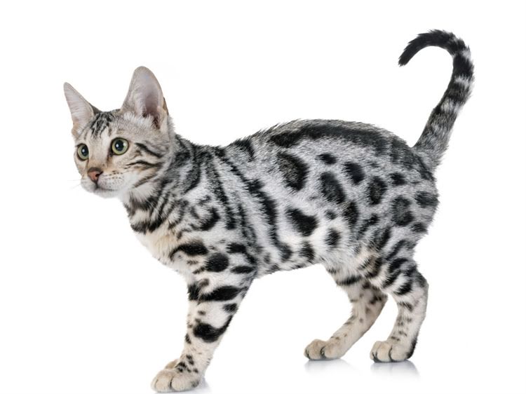 图片 龙猫常见细菌病毒有哪些？科学防治指南与养殖户必读手册（附症状识别与预防方案）2.jpg