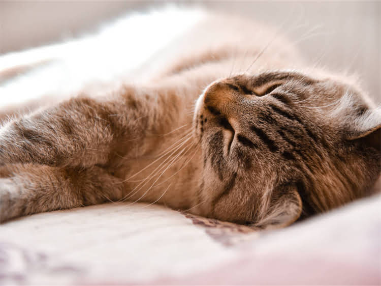 图片 龙猫幼崽多久能独立？科学养护全指南（附发育周期表）.jpg