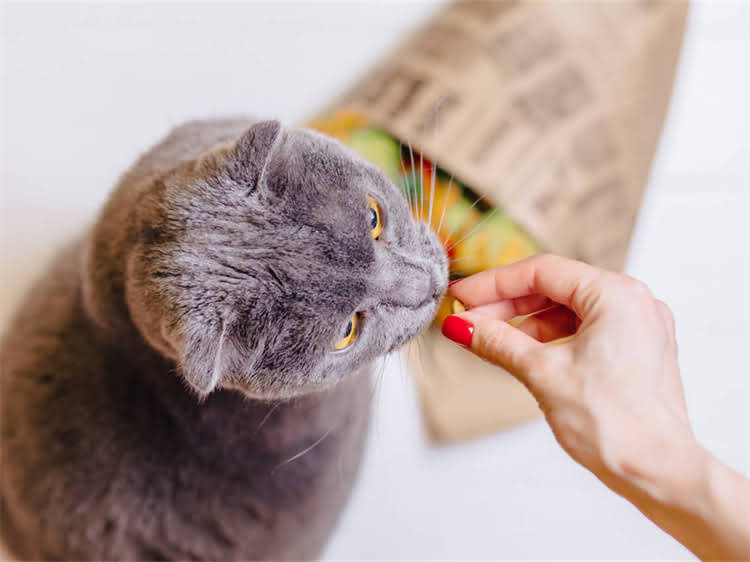 图片 龙猫怀孕后多久需要分开饲养？科学解答+饲养注意事项（附时间表）1.jpg