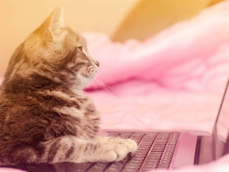 图片 龙猫怀孕期间能否合笼？5大科学管理要点及风险防控指南1.jpg