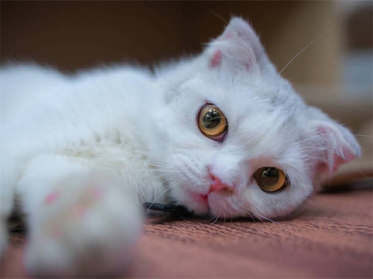 图片 龙猫成年标准及饲养指南：科学认知小型啮齿类宠物成长周期.jpg