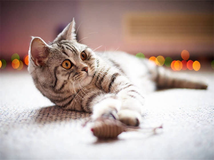 图片 龙猫成年标准及饲养指南：科学认知小型啮齿类宠物成长周期2.jpg