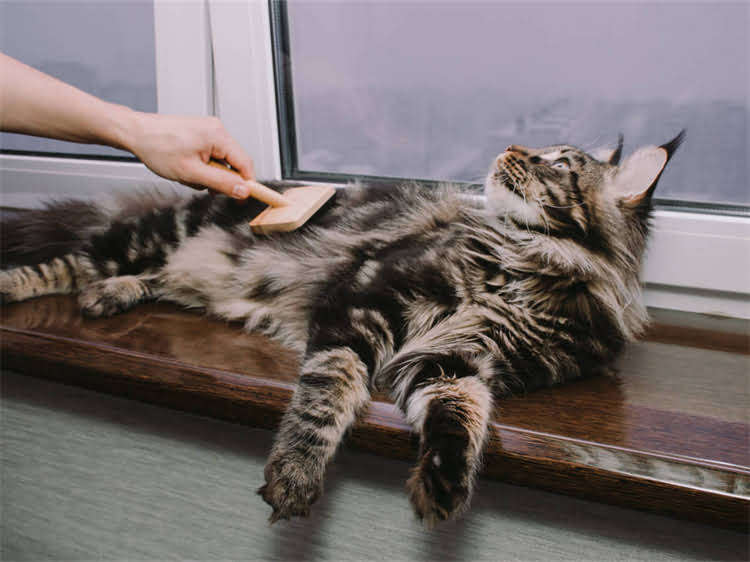 图片 龙猫手脚无力站不稳怎么办？5大原因+专业治疗指南（附日常护理要点）.jpg