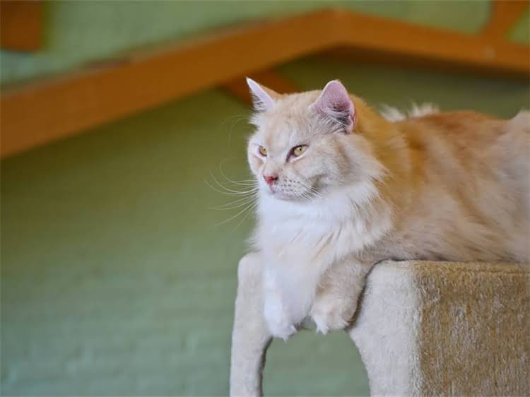 图片 龙猫抓伤致死原因深度：科学处理与预防指南1.jpg