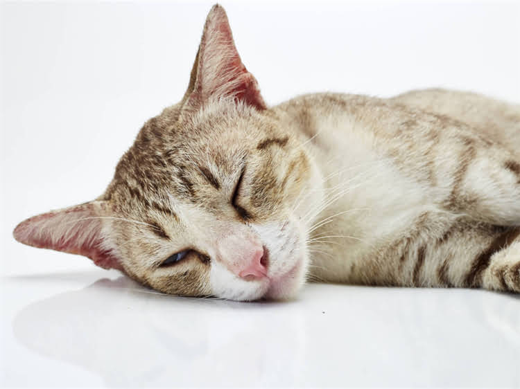 图片 龙猫抓伤致死原因深度：科学处理与预防指南2.jpg