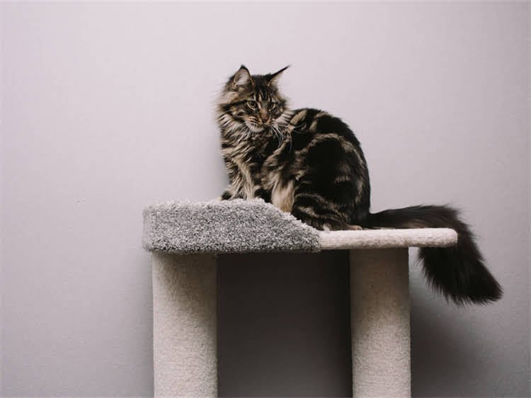 图片 龙猫拉稀怎么办？5大常见原因及科学应对措施.jpg