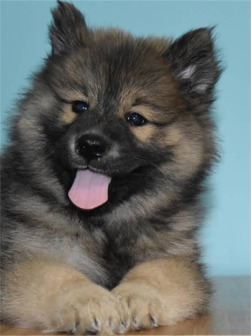 图片 龙猫拉稀怎么办？5大常见原因及科学应对措施1.jpg