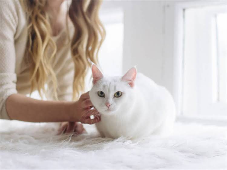 图片 龙猫拉稀怎么办？5大常见原因及科学应对措施2.jpg