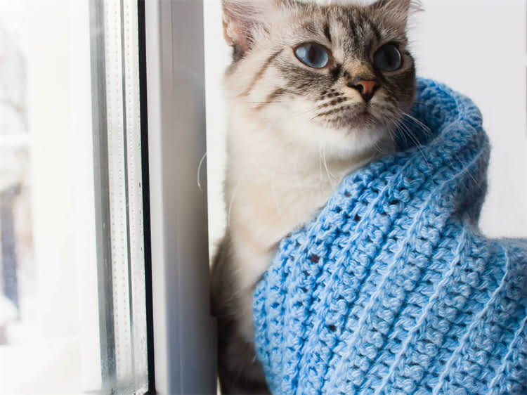 图片 龙猫换毛期毛色变化全：换毛变色原因及科学护理指南.jpg