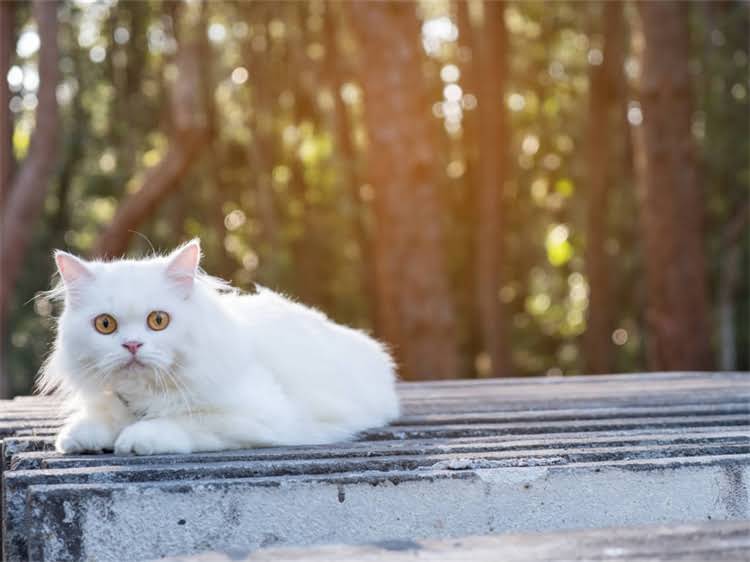 图片 龙猫换毛期毛色变化全：换毛变色原因及科学护理指南2.jpg