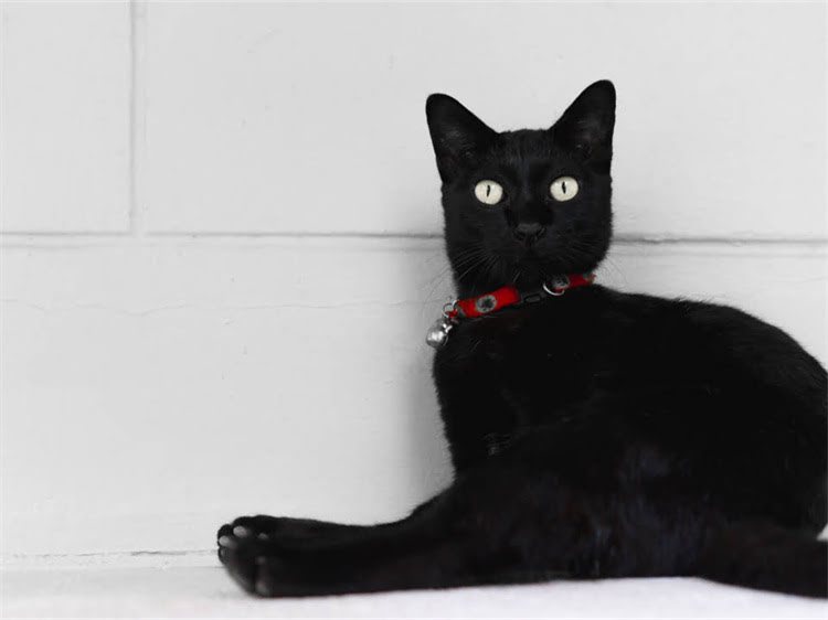 图片 龙猫提摩西天然草本护理品牌：专研敏感肌的草牌子护肤指南.jpg