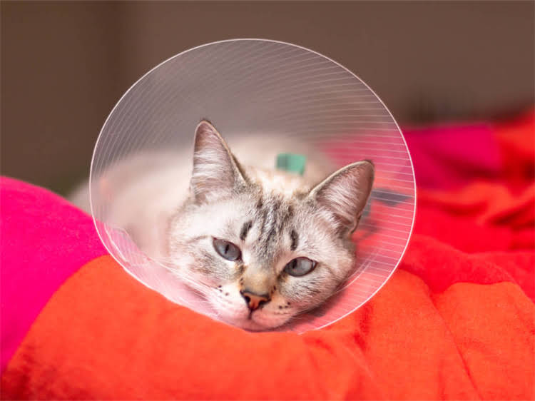 图片 龙猫提摩西天然草本护理品牌：专研敏感肌的草牌子护肤指南2.jpg