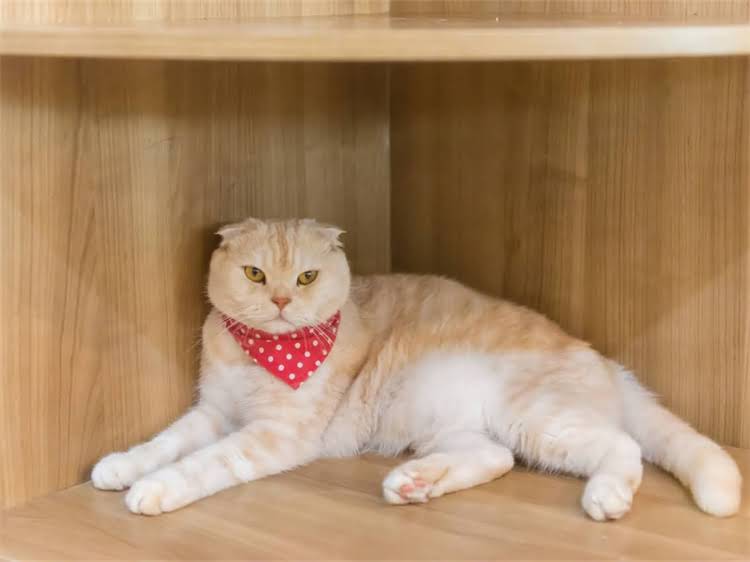 图片 龙猫新作上映时间确认！宫崎骏动画电影你想活出怎样的人生中国定档，这些细节你需要知道！.jpg