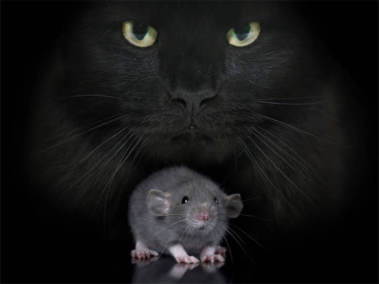 图片 龙猫新作上映时间确认！宫崎骏动画电影你想活出怎样的人生中国定档，这些细节你需要知道！2.jpg