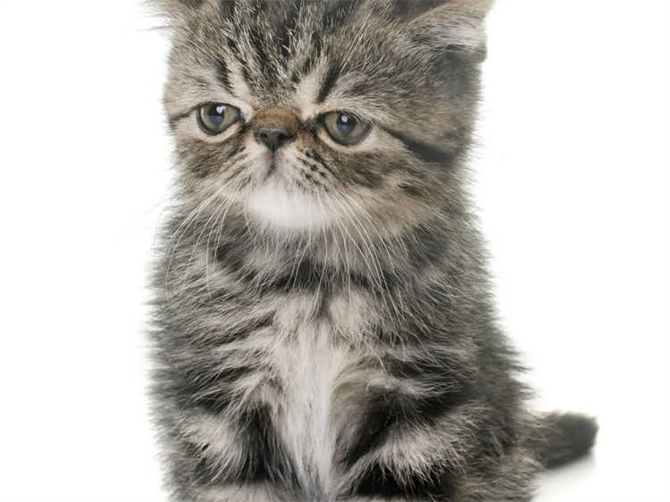 图片 龙猫新手必看！科学喂食+互动技巧，轻松避免被咬的全攻略2.jpg