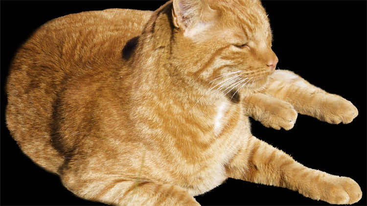 图片 龙猫晚上不动正常吗？夜行性宠物行为及科学养护指南1.jpg