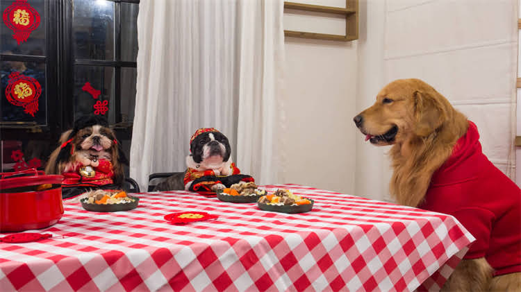 图片 龙猫晚上不动正常吗？夜行性宠物行为及科学养护指南2.jpg