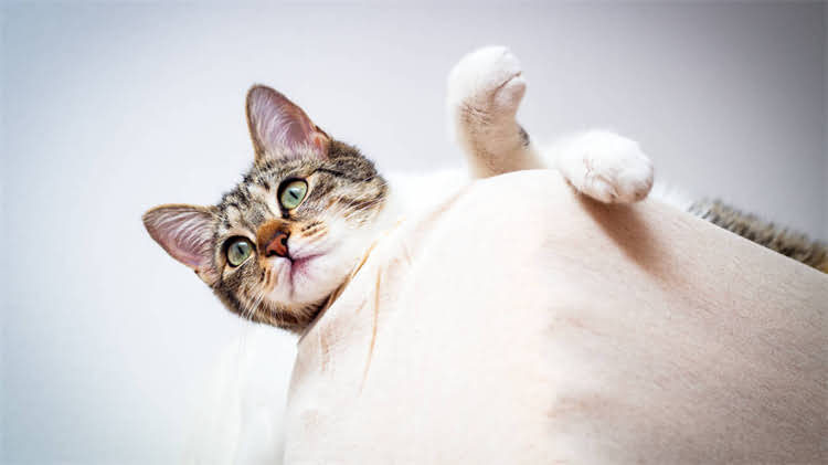 图片 龙猫最贵颜色：日本中古市场年拍价超千万日元！.jpg