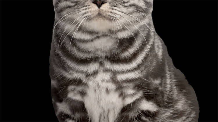 图片 龙猫最贵颜色：日本中古市场年拍价超千万日元！2.jpg