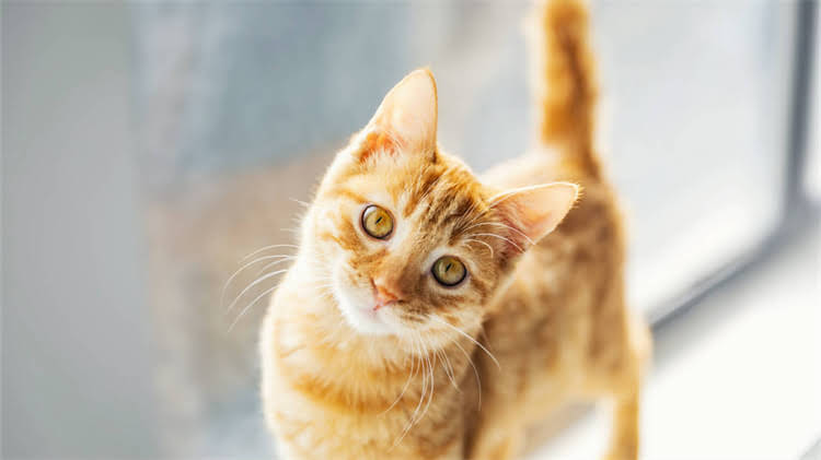 图片 龙猫毛色调控全攻略：3大科学方法让侏儒兔焕发健康coatcolor1.jpg