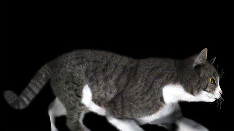 图片 龙猫毛色调控全攻略：3大科学方法让侏儒兔焕发健康coatcolor2.jpg