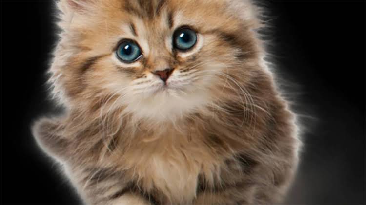 图片 龙猫洗澡正确比例指南：饲养者必知的洗澡灰量与清洁要点2.jpg