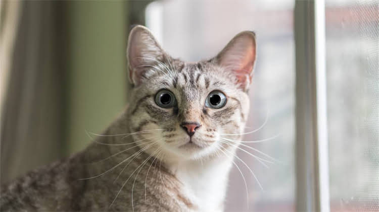 图片 龙猫流口水的原因是什么？科学解读+养护指南（附专业医生建议）2.jpg