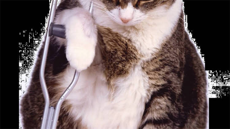 图片 龙猫牙齿多长算正常？3步教你判断+护理指南（附对比图）.jpg