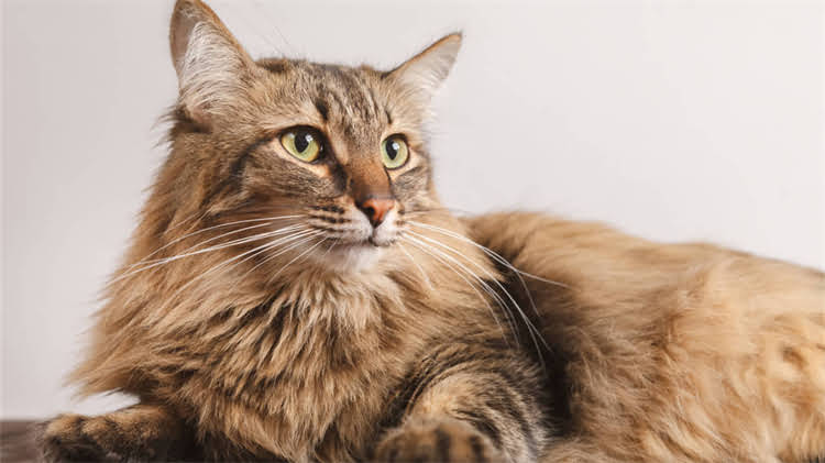 图片 龙猫牙齿多长算正常？3步教你判断+护理指南（附对比图）1.jpg