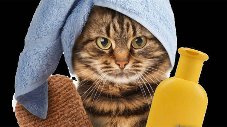 图片 龙猫牙齿多长算正常？3步教你判断+护理指南（附对比图）2.jpg