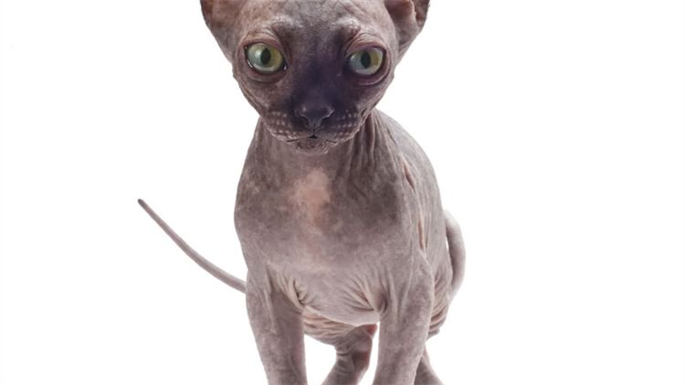 图片 龙猫真菌感染掉毛怎么办？专业治疗方法与护理指南（附症状识别与预防措施）.jpg