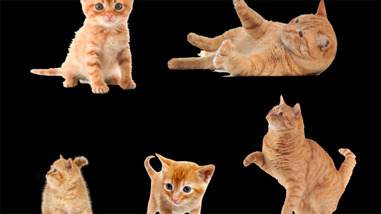图片 龙猫真菌感染掉毛怎么办？专业治疗方法与护理指南（附症状识别与预防措施）1.jpg