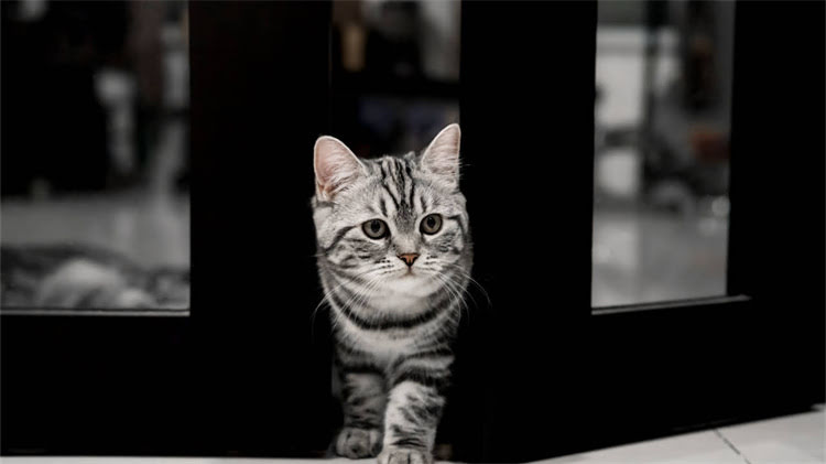 图片 龙猫真菌感染掉毛怎么办？专业治疗方法与护理指南（附症状识别与预防措施）2.jpg