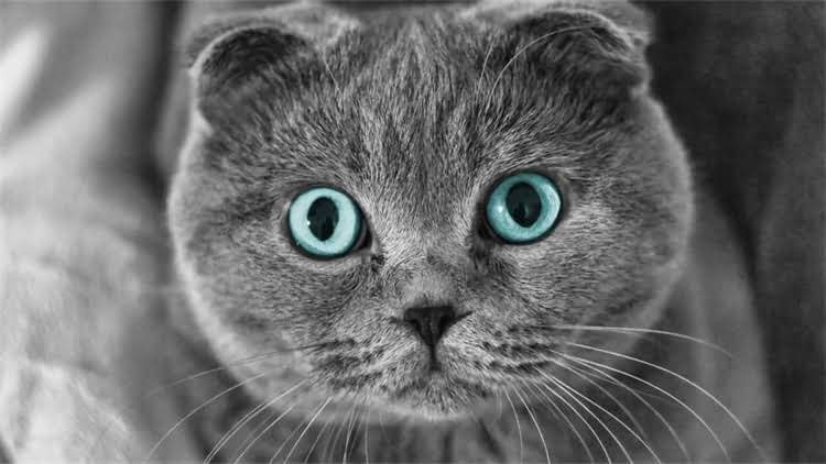 图片 龙猫真菌感染高发部位及应对指南：如何快速识别与专业护理？1.jpg