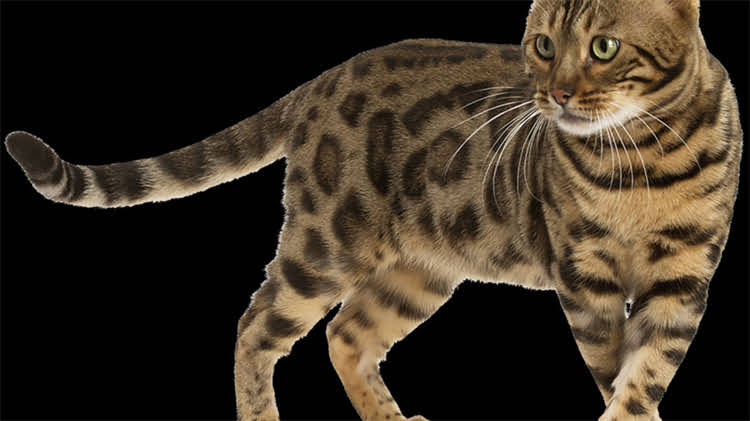 图片 龙猫真菌感染高发部位及应对指南：如何快速识别与专业护理？2.jpg