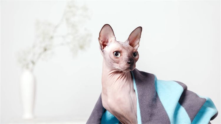 图片 龙猫睡觉姿势：为什么它们喜欢在腿上睡觉的科学原因及养护指南.jpg