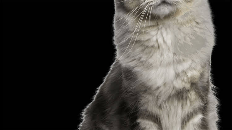 图片 龙猫睡觉姿势：为什么它们喜欢在腿上睡觉的科学原因及养护指南1.jpg