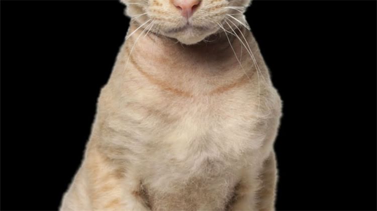 图片 龙猫离世后的科学安葬指南（附6种处理方案与注意事项）.jpg