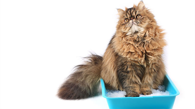 图片 龙猫离世后的科学安葬指南（附6种处理方案与注意事项）1.jpg