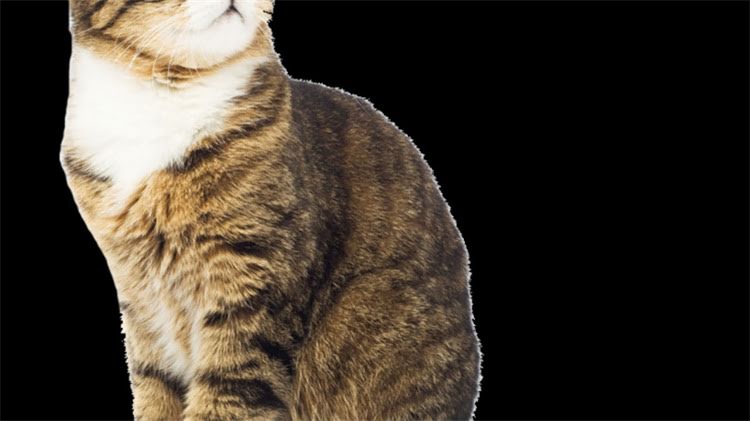 图片 龙猫离世后的科学安葬指南（附6种处理方案与注意事项）2.jpg