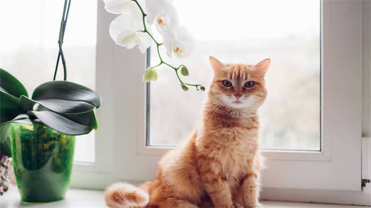 图片 龙猫突然死亡真相！5大原因+养猫指南，看完不焦虑💔🐾1.jpg