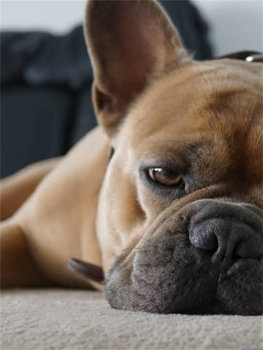 图片 龙猫突然死亡真相！5大原因+养猫指南，看完不焦虑💔🐾2.jpg