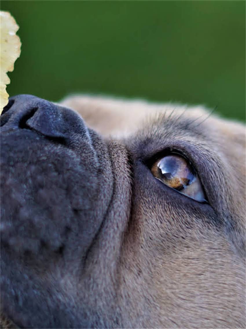 图片 龙猫粪便异常大又湿的原因与科学处理方法（最新）.jpg