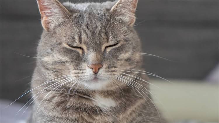 图片 龙猫粪便异常大又湿的原因与科学处理方法（最新）1.jpg